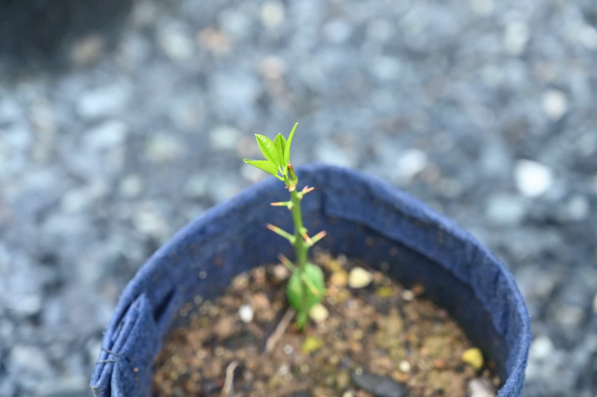 葉が複数枚出たレモンの挿し木