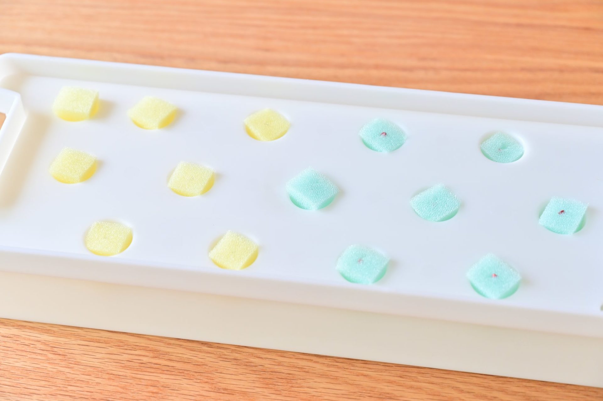 黄色と水色のスポンジをセットした水耕栽培用のケース