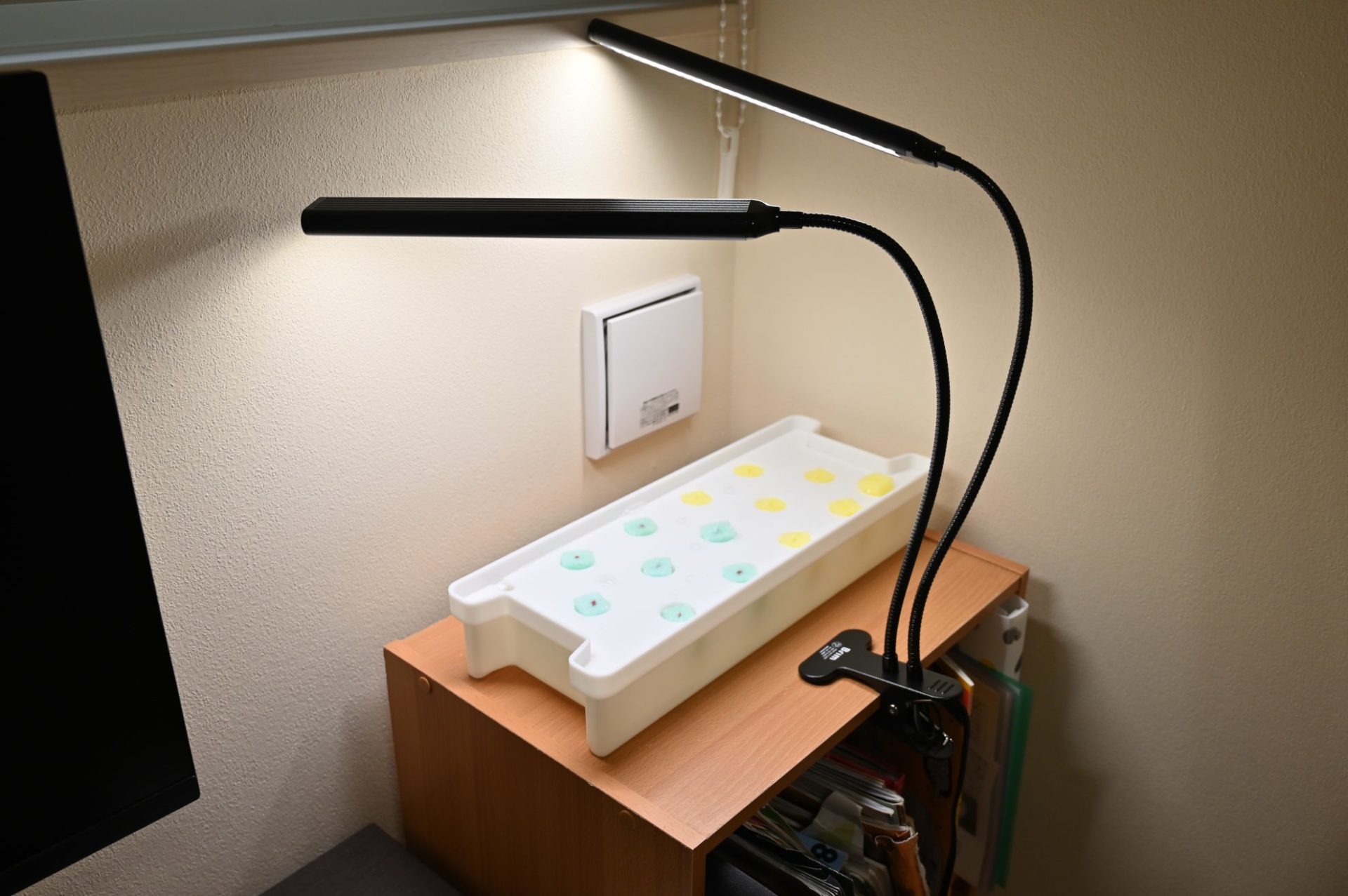 育成ライトをつけて白い容器で水耕栽培している