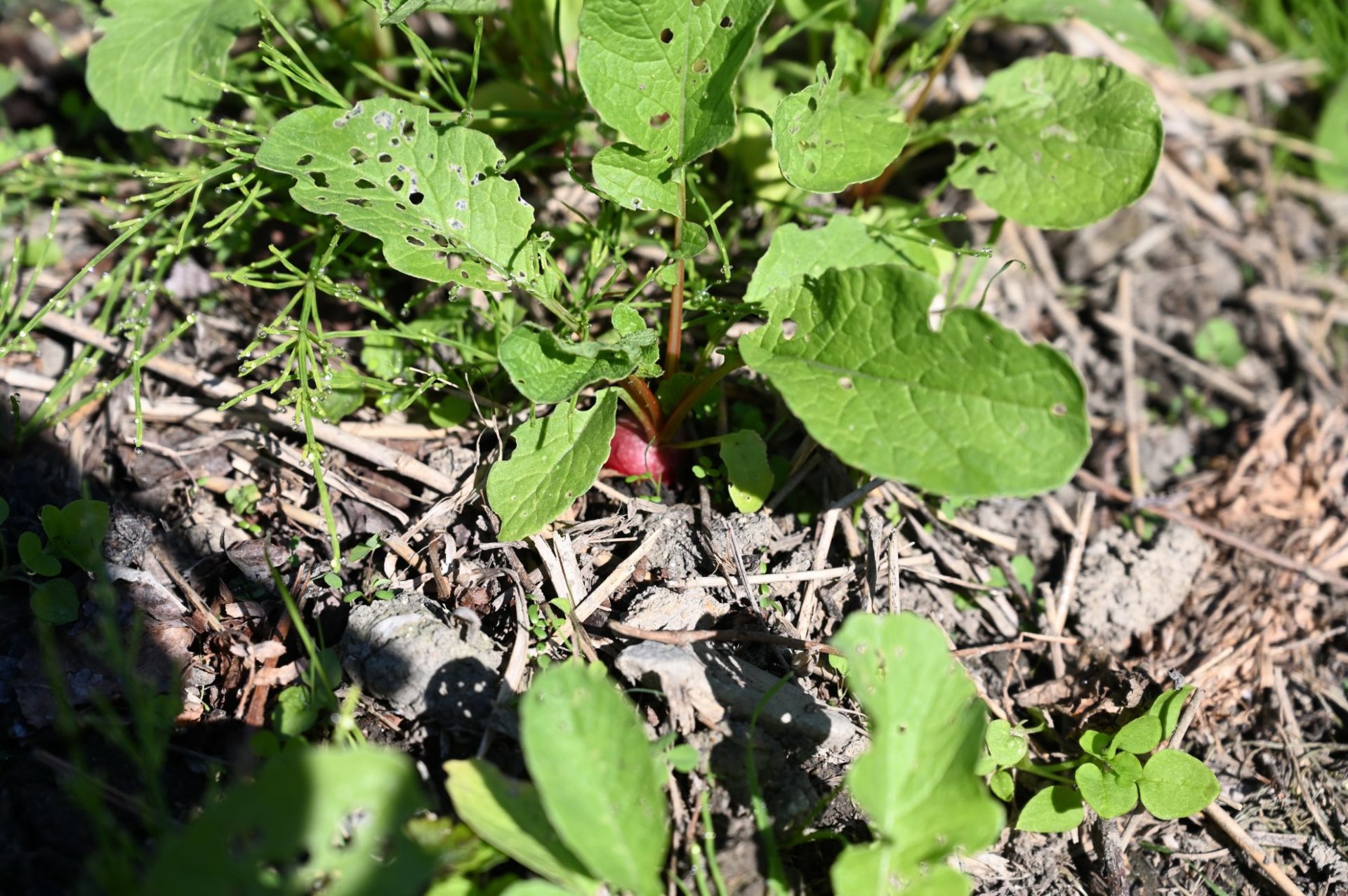 土から少し頭を出しているラディッシュ
