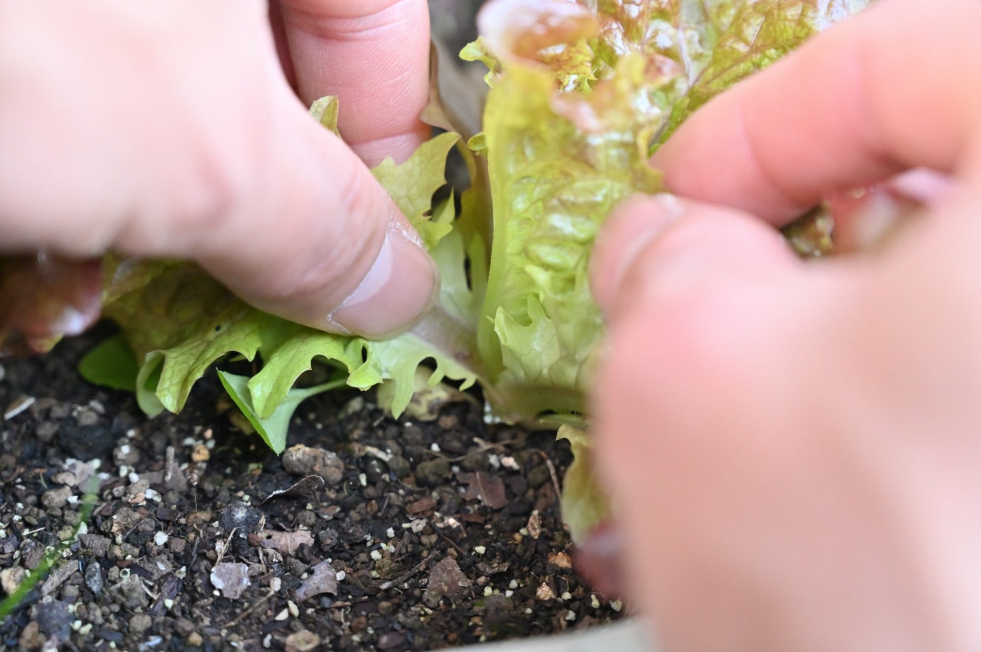 サニーレタスを外葉からとろうとしている