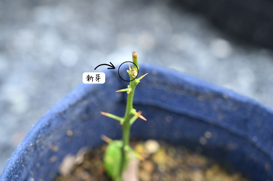 レモンの挿し木から出た新芽を示している