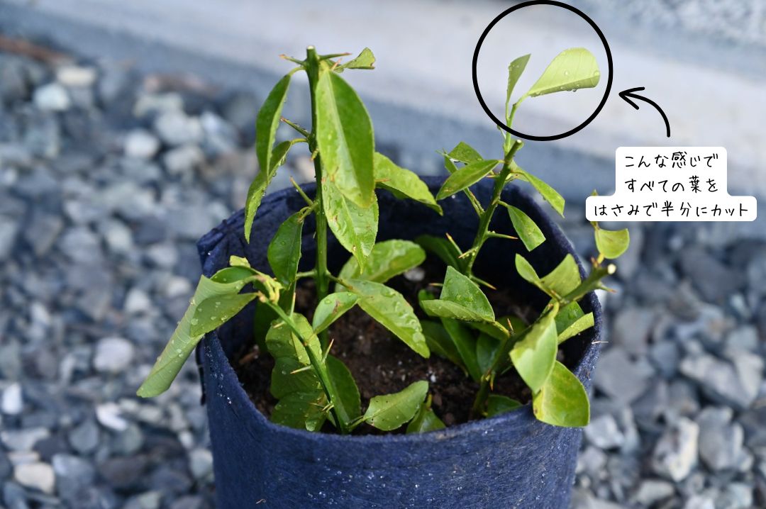 レモンの葉を半分にカットしたものに〇をつけて解説している
