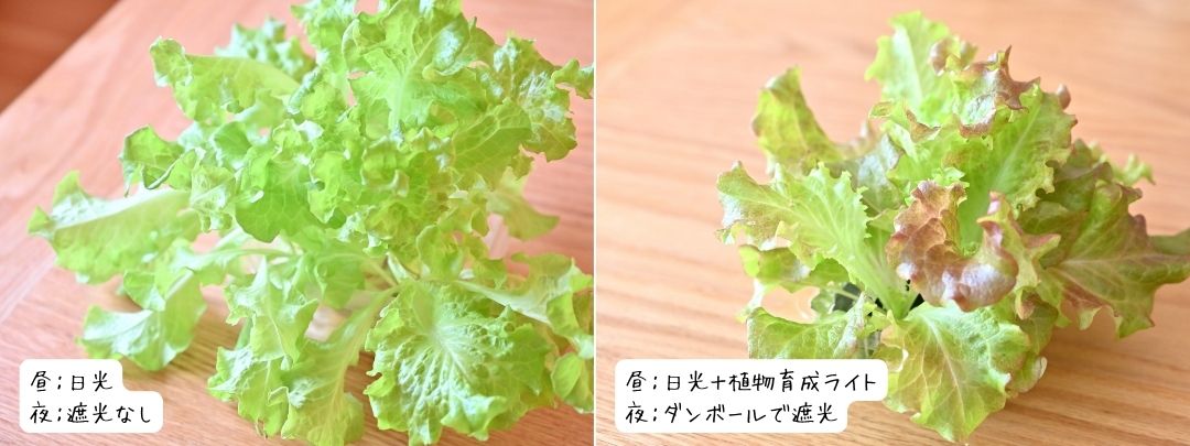 日照不足のサニーレタスと日照ありのサニーレタス