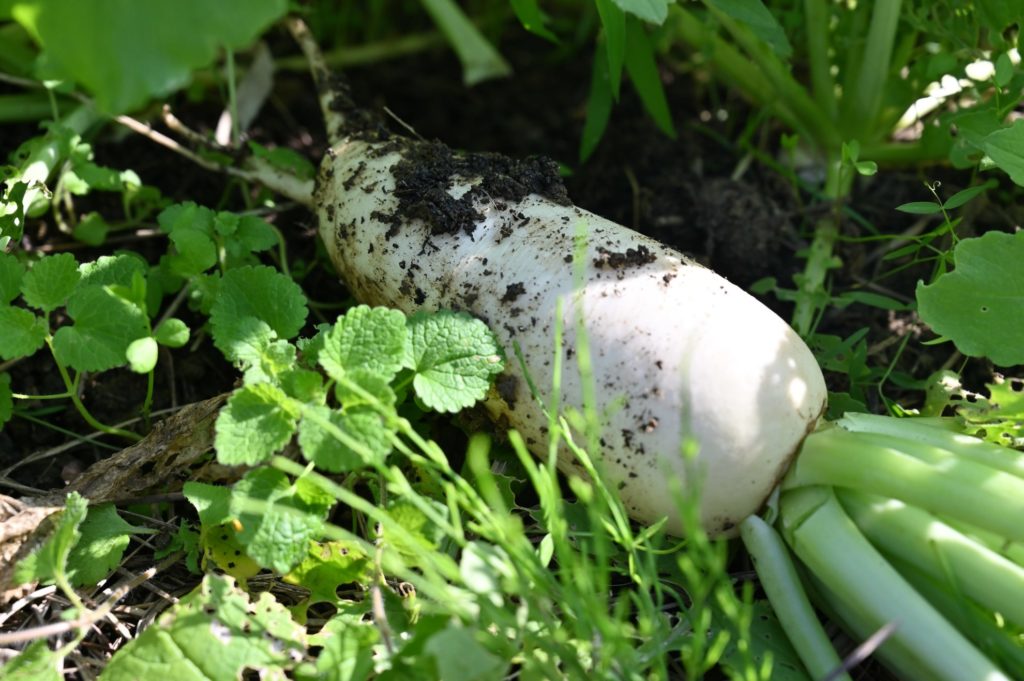 土から掘り出したばかりの大根