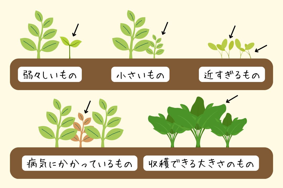 間引き対象となりやすいものを示した図解