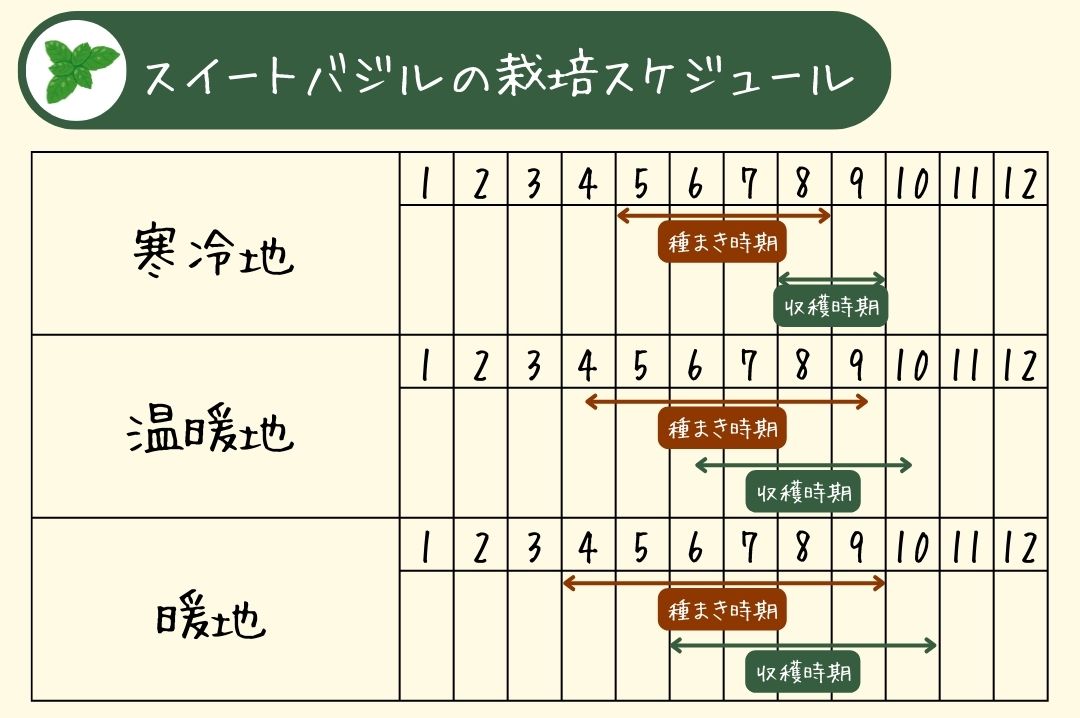 バジル栽培スケジュール表
