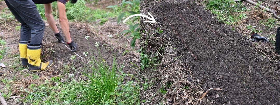 畝に溝を作ってほうれん草の種をまいている