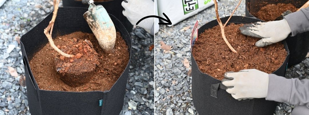 根鉢の周りに土を入れて最後に土を押さえている