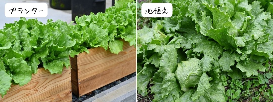 極早生シスコのプランター版と地植え版を比較している