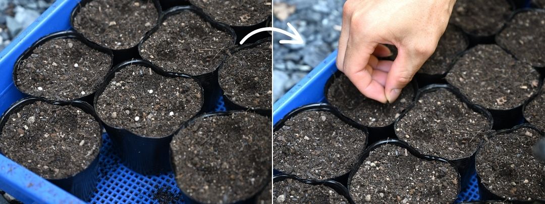 3つ穴を開けたポットに種をまいている