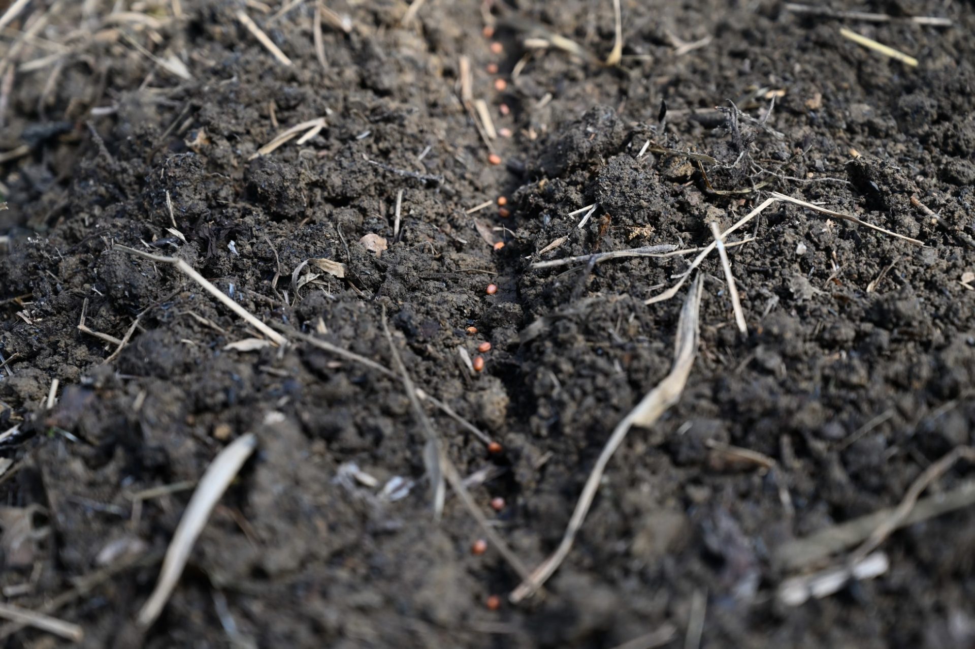 すじまきされた大根の種