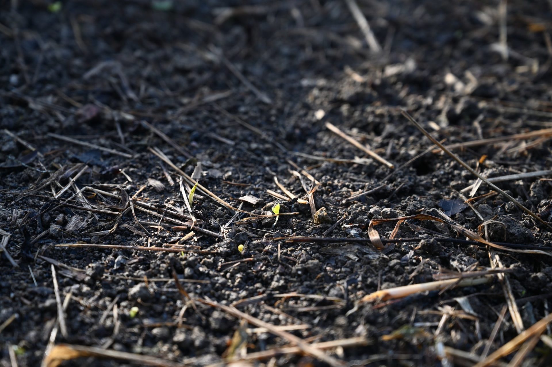 大根の芽が出ている