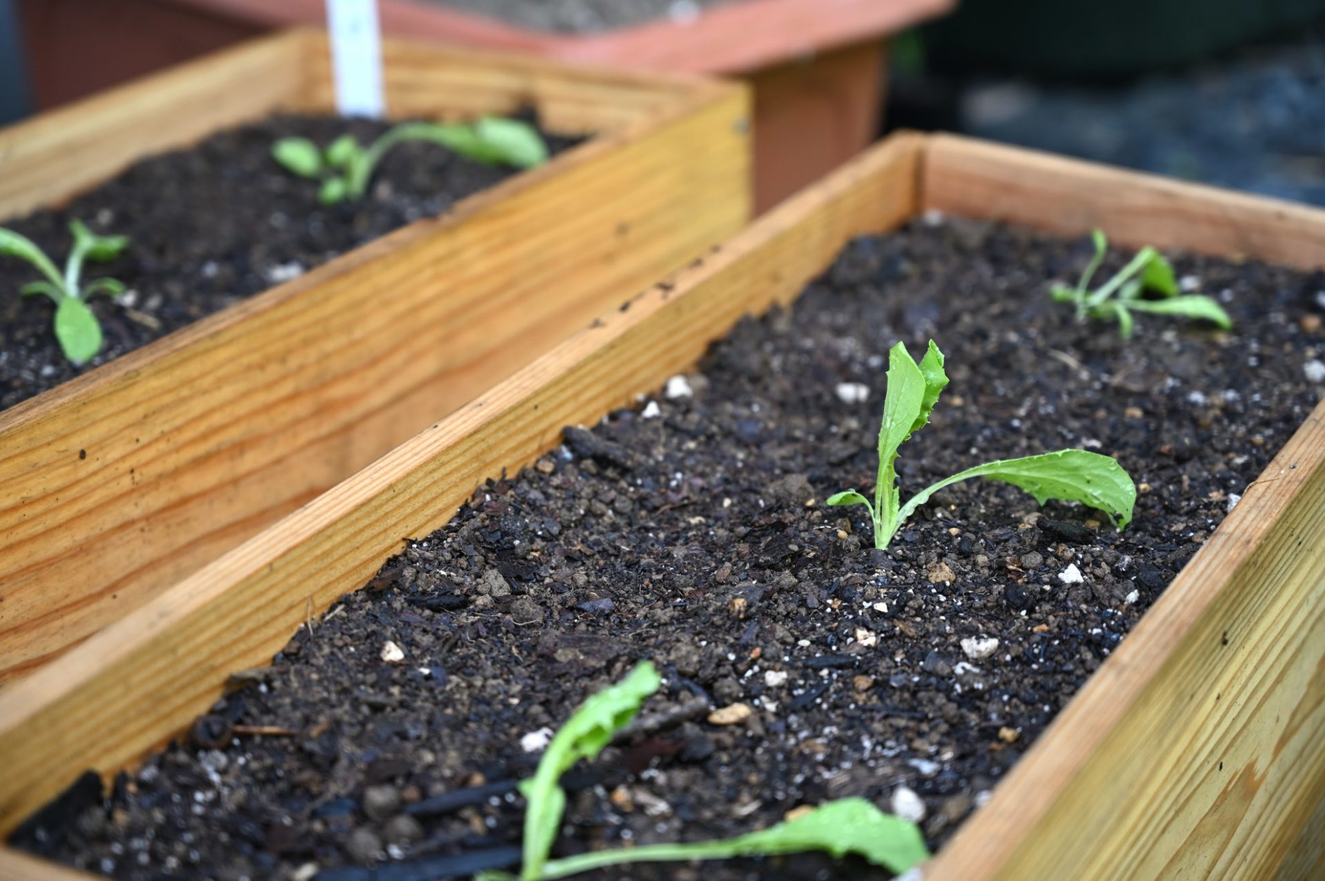 日陰にあるプランターのレタス