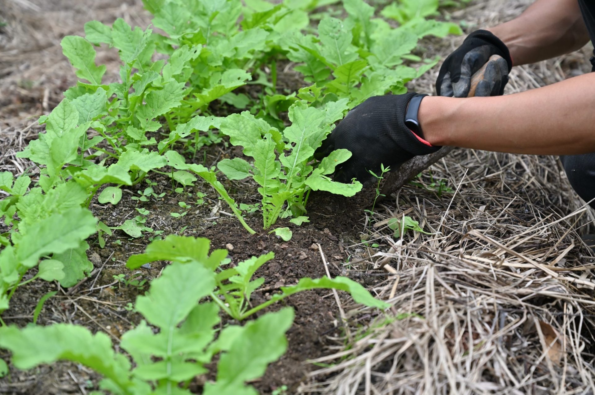 大根に土寄せしている