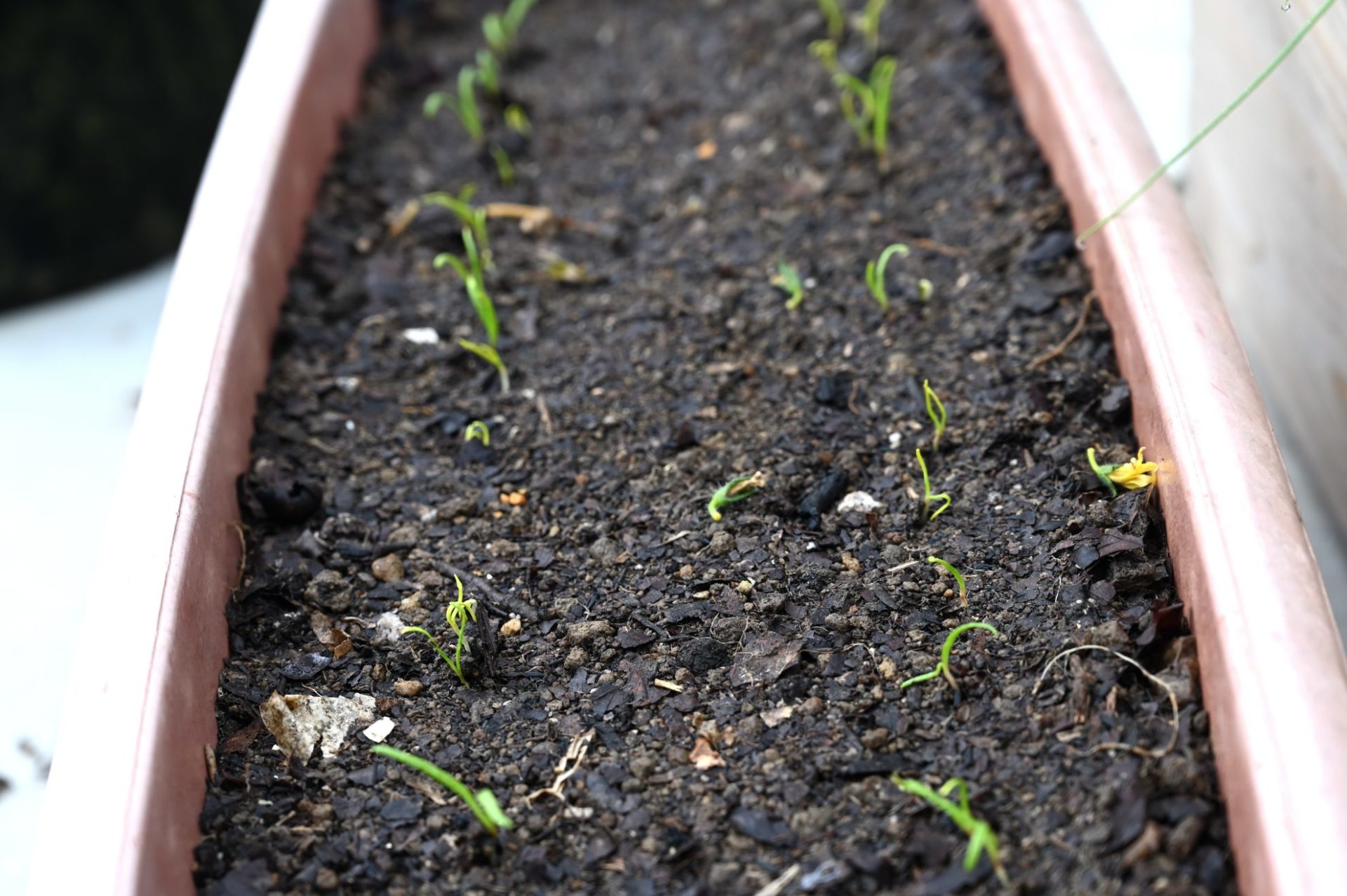 芽が出たプランターのめちゃうま7
