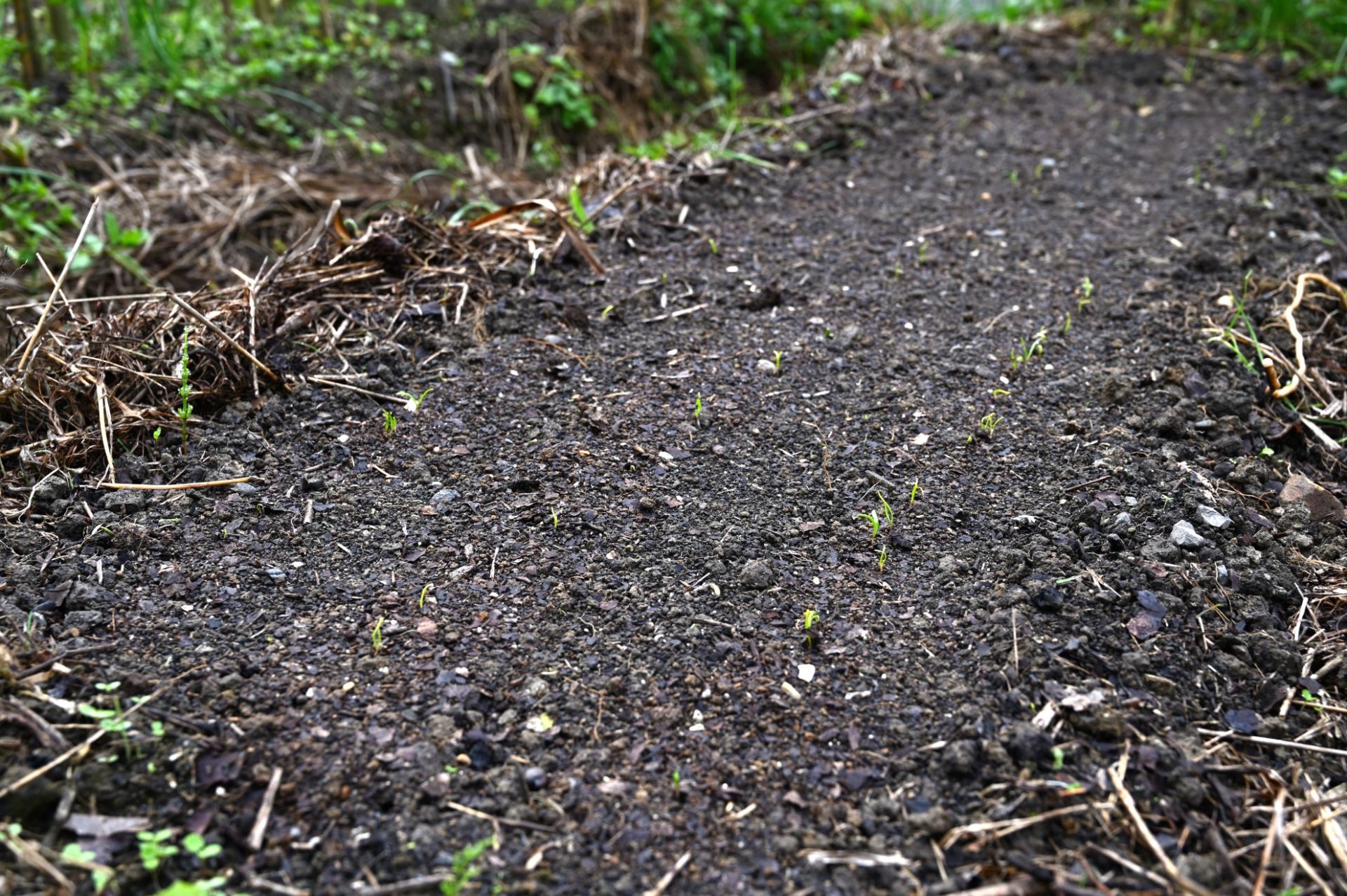 芽が出てきた畑のほうれん草