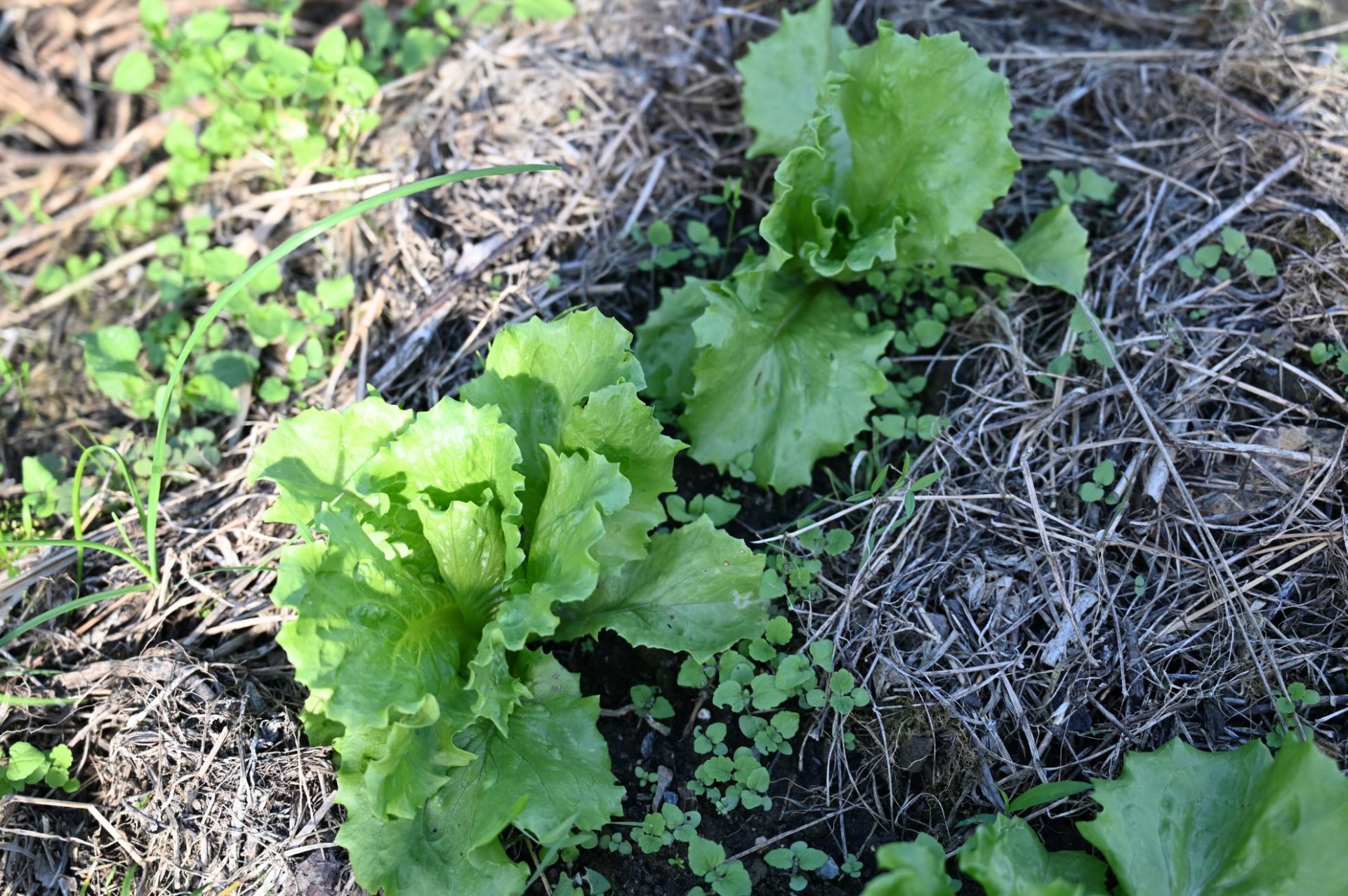 まだ巻いていない地植えの極早生シスコ