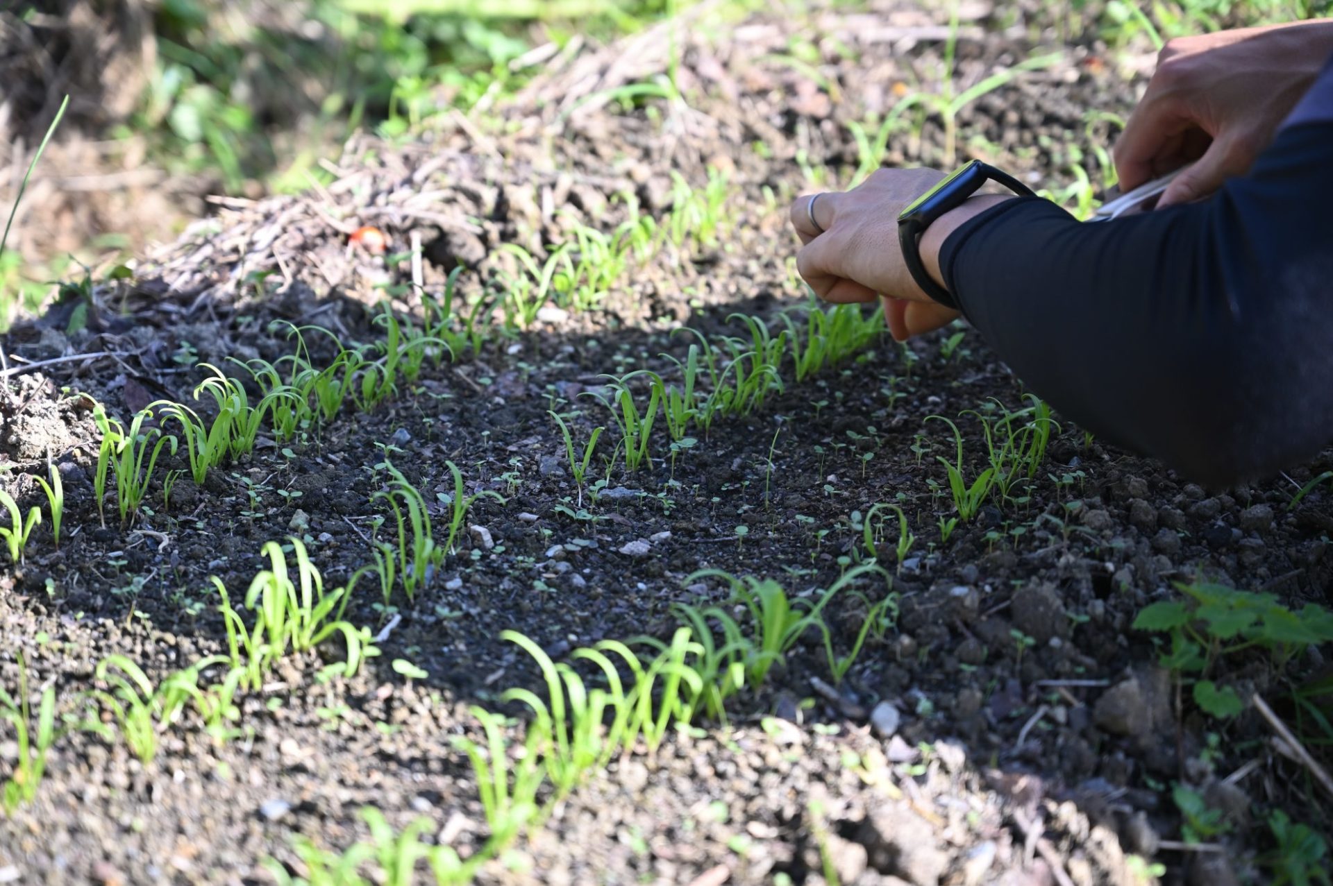 畑のほうれん草を間引いている