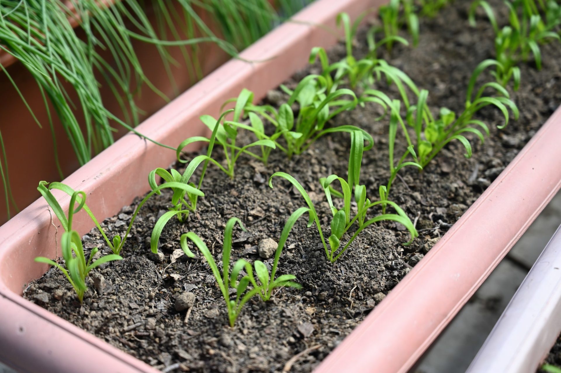 土寄せしたプランターのサラダほうれん草