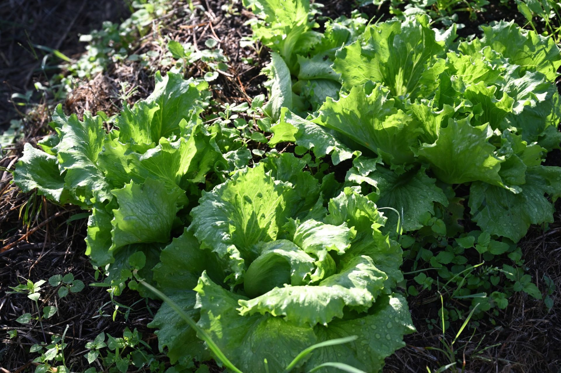 少し巻きそうな極早生シスコ