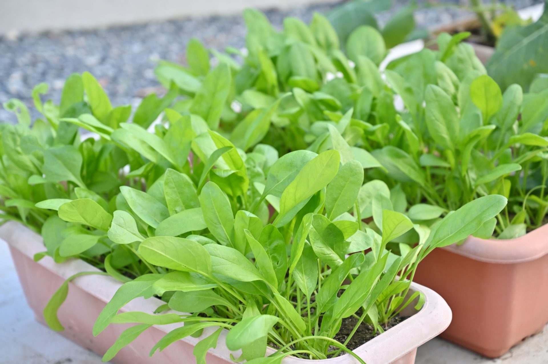 大きく育ったプランターほうれん草