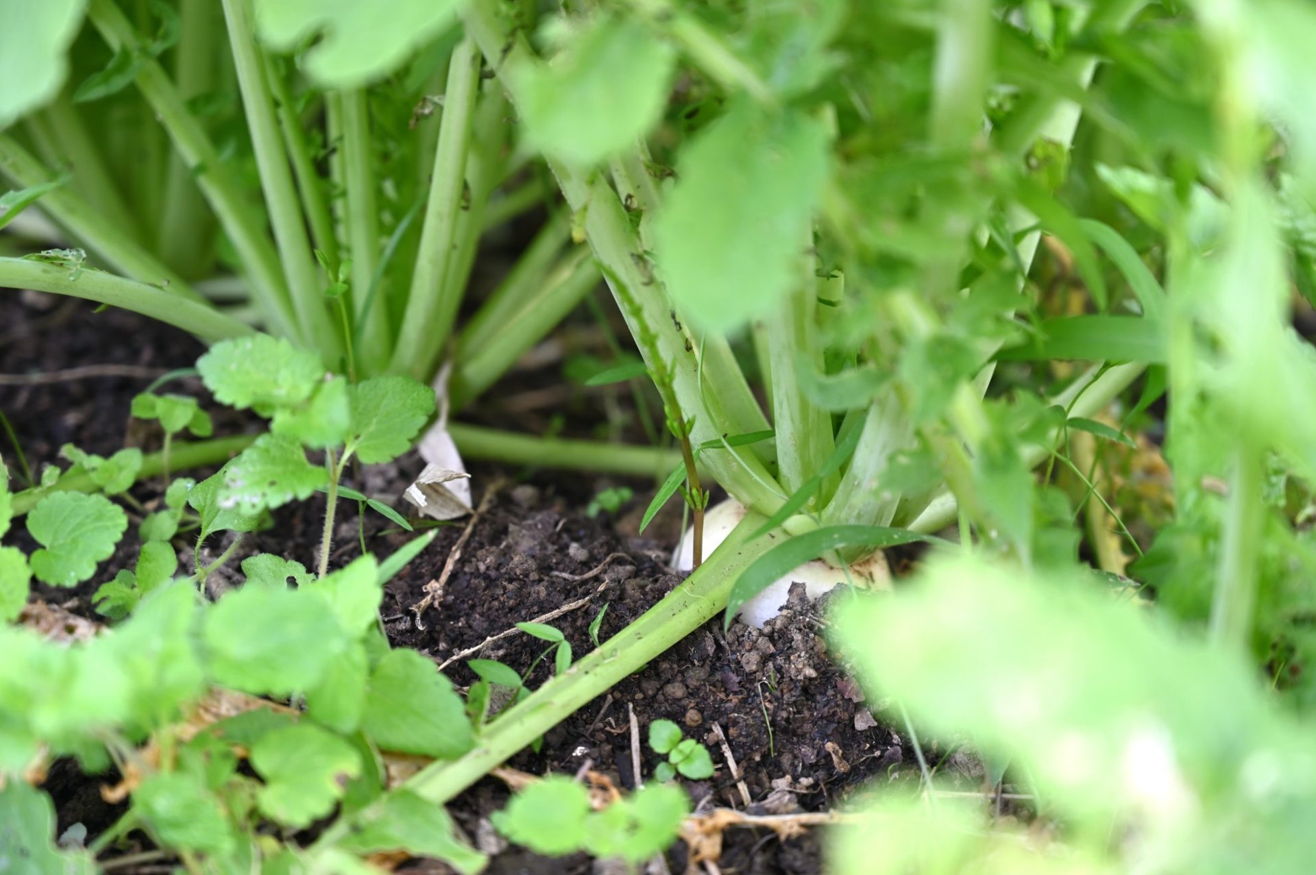 打木源助大根の白い部分が少し地面から見えている