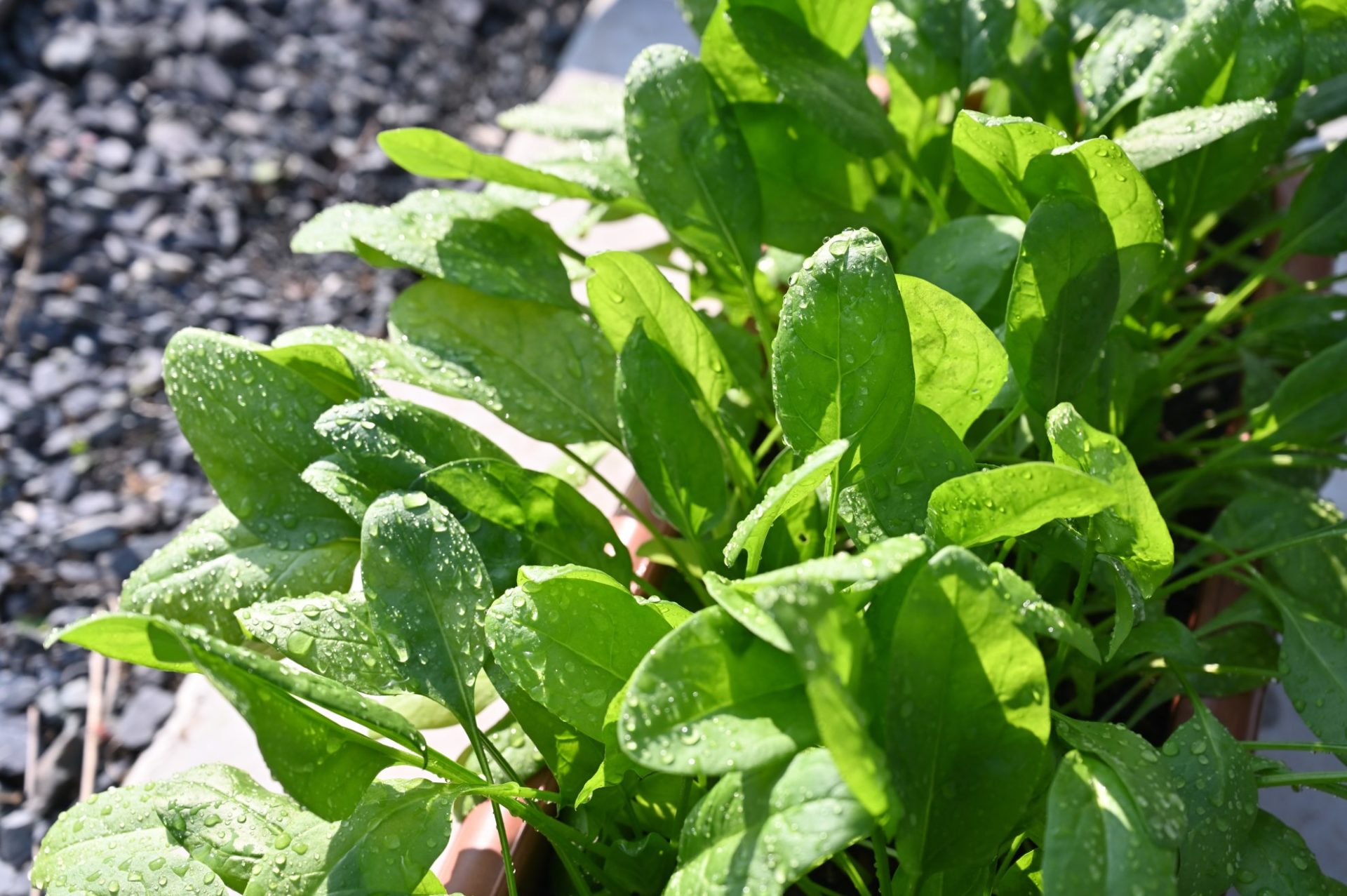 間引きしても食べられるサイズまで大きくなったサラダほうれん草