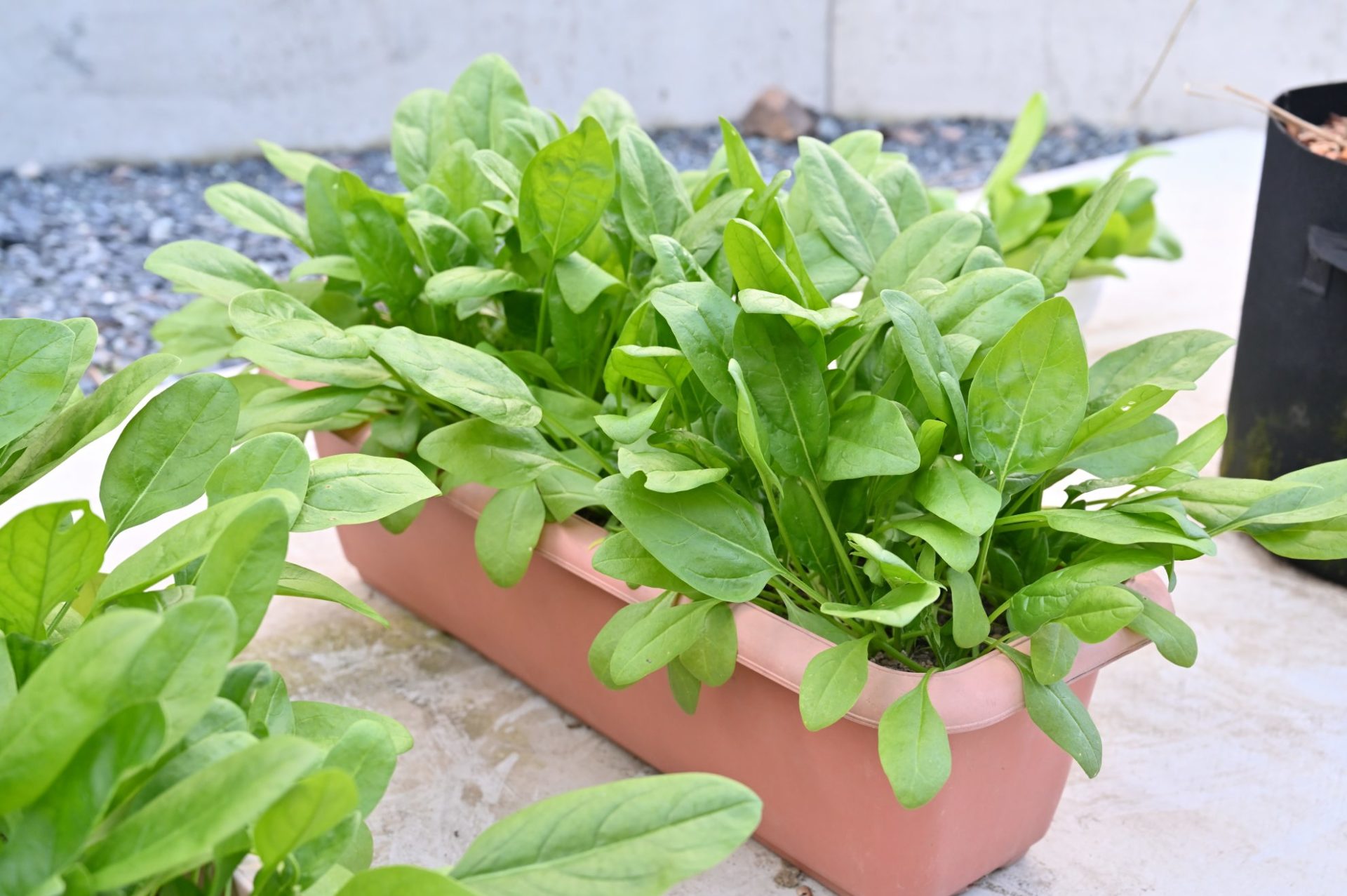 葉が大きくなったプランターのサラダほうれん草