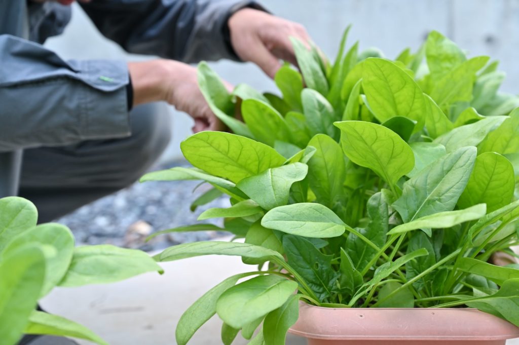 プランターのサラダほうれん草を男性が収穫している