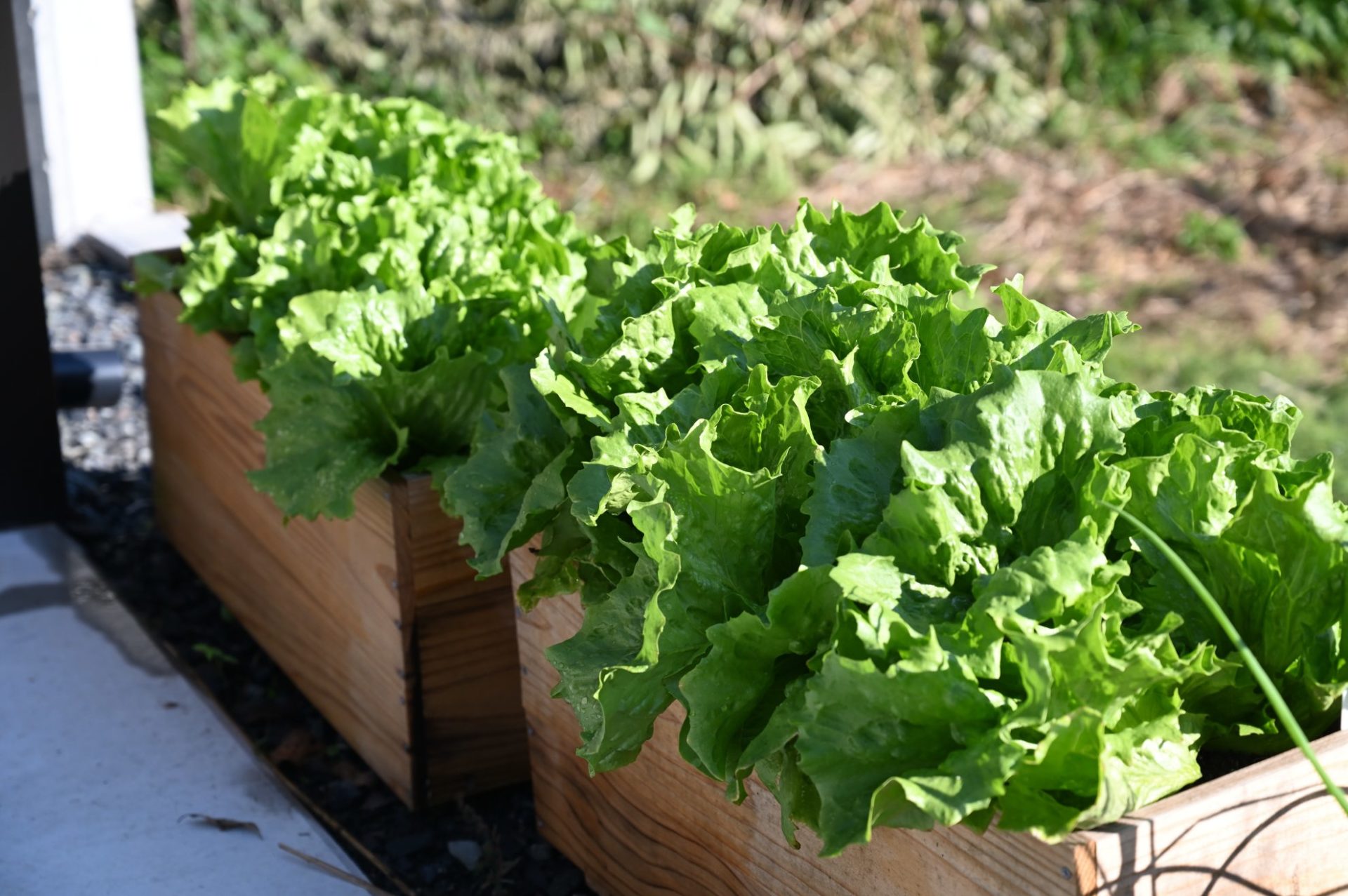 日光を浴びているプランターの極早生シスコ