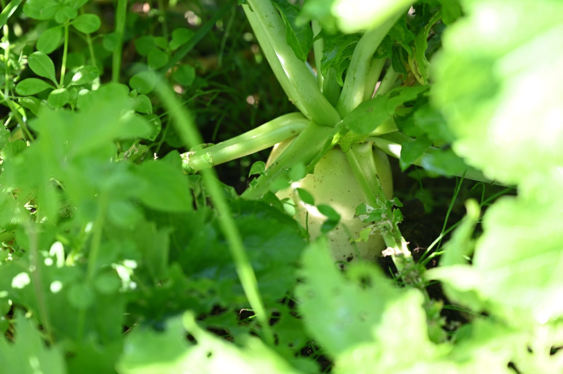しっかり頭が出ている地植えの大根