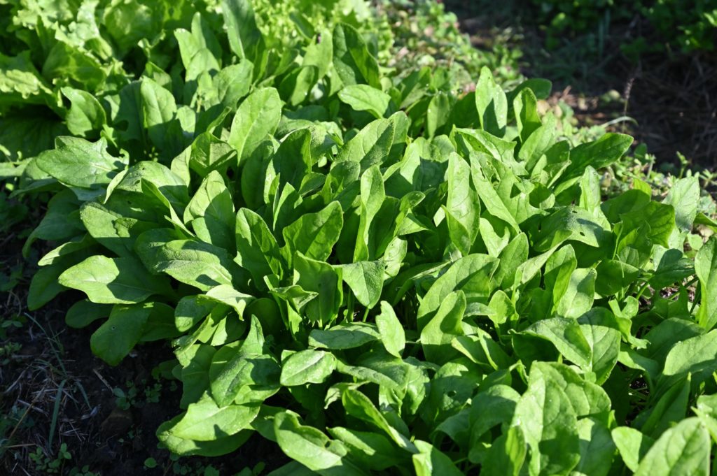 畑で大きくなっためちゃうま7