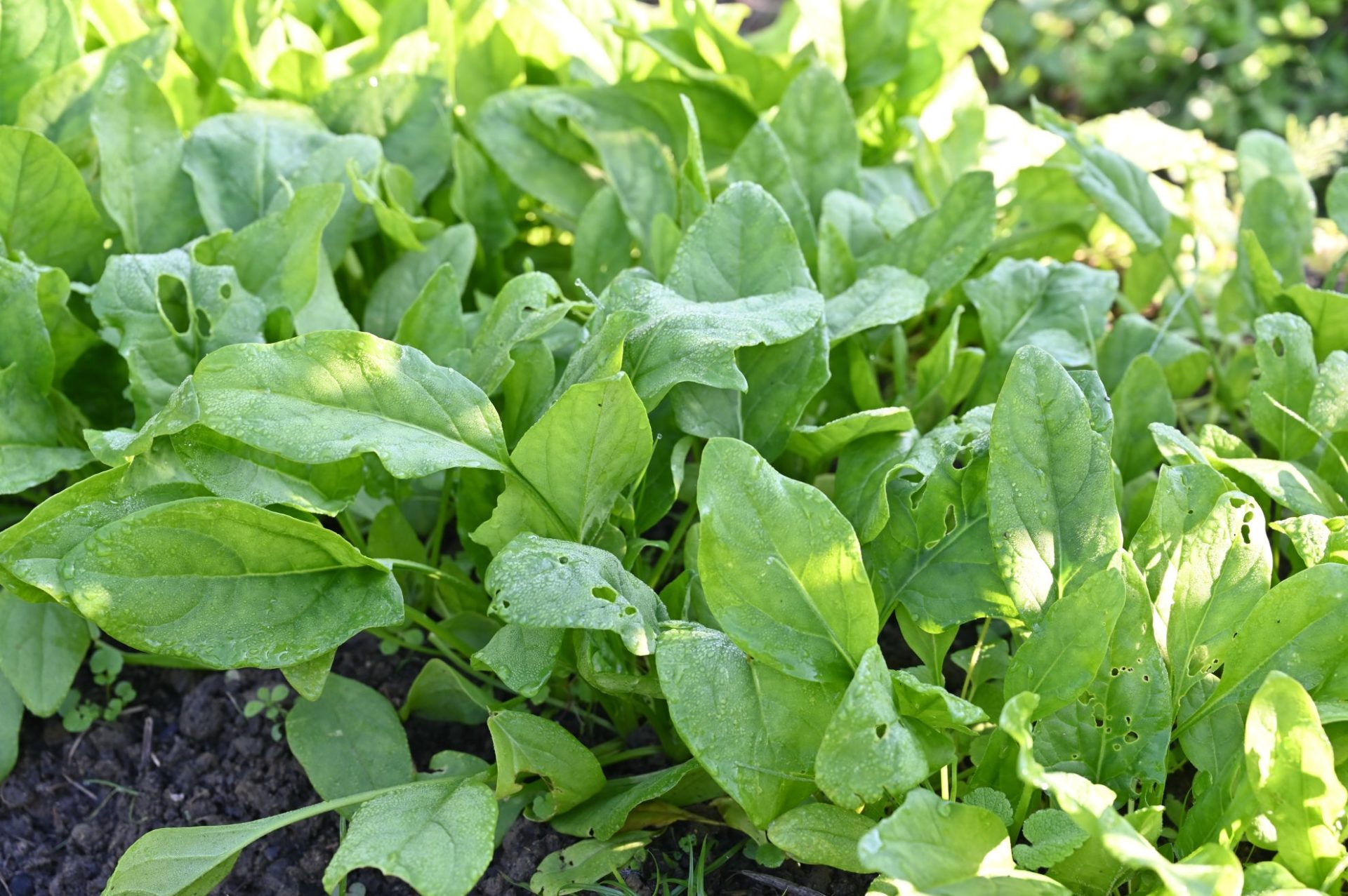 畑で大きくなったサラダほうれん草