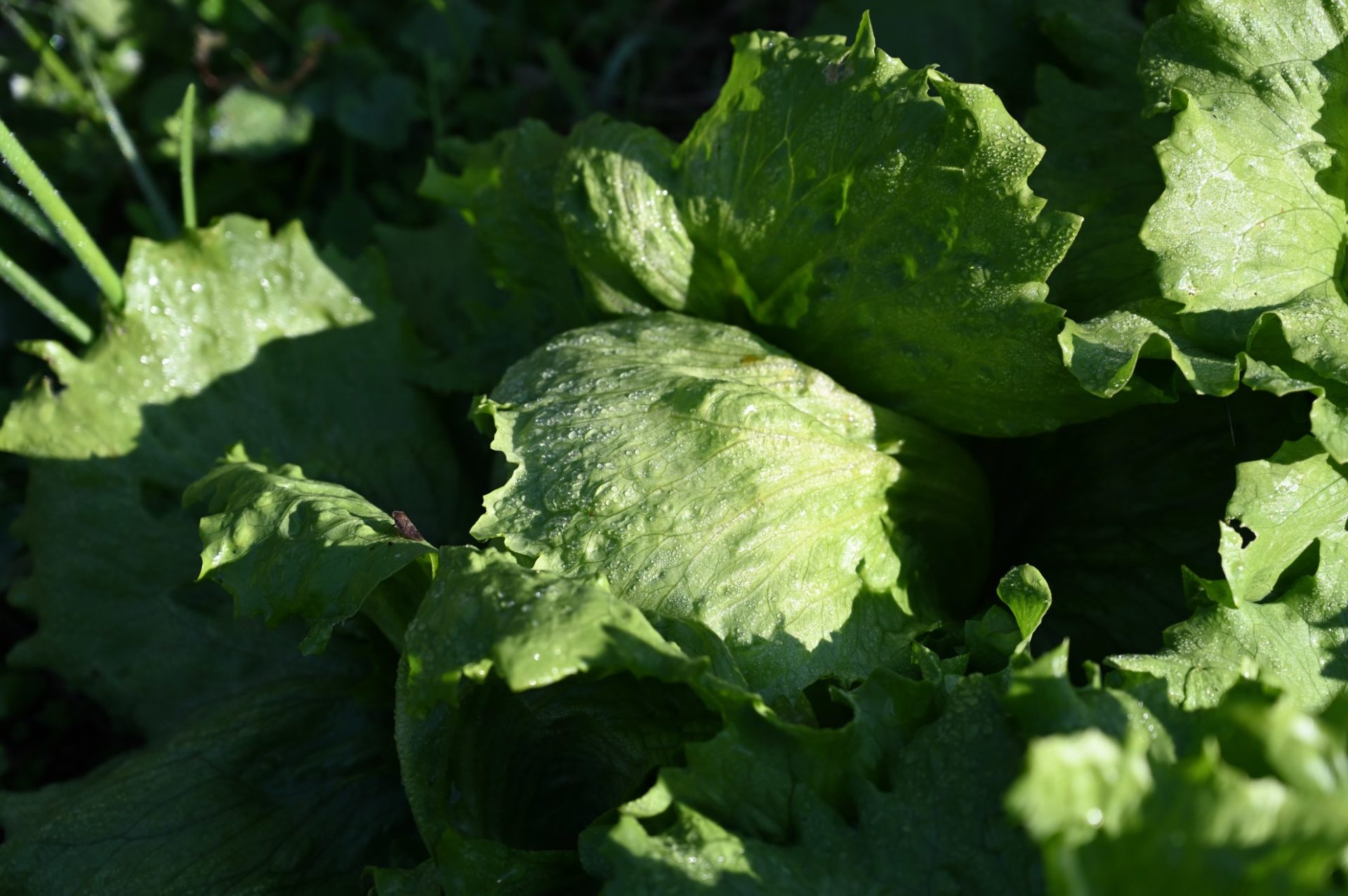 玉になってきた極早生シスコ