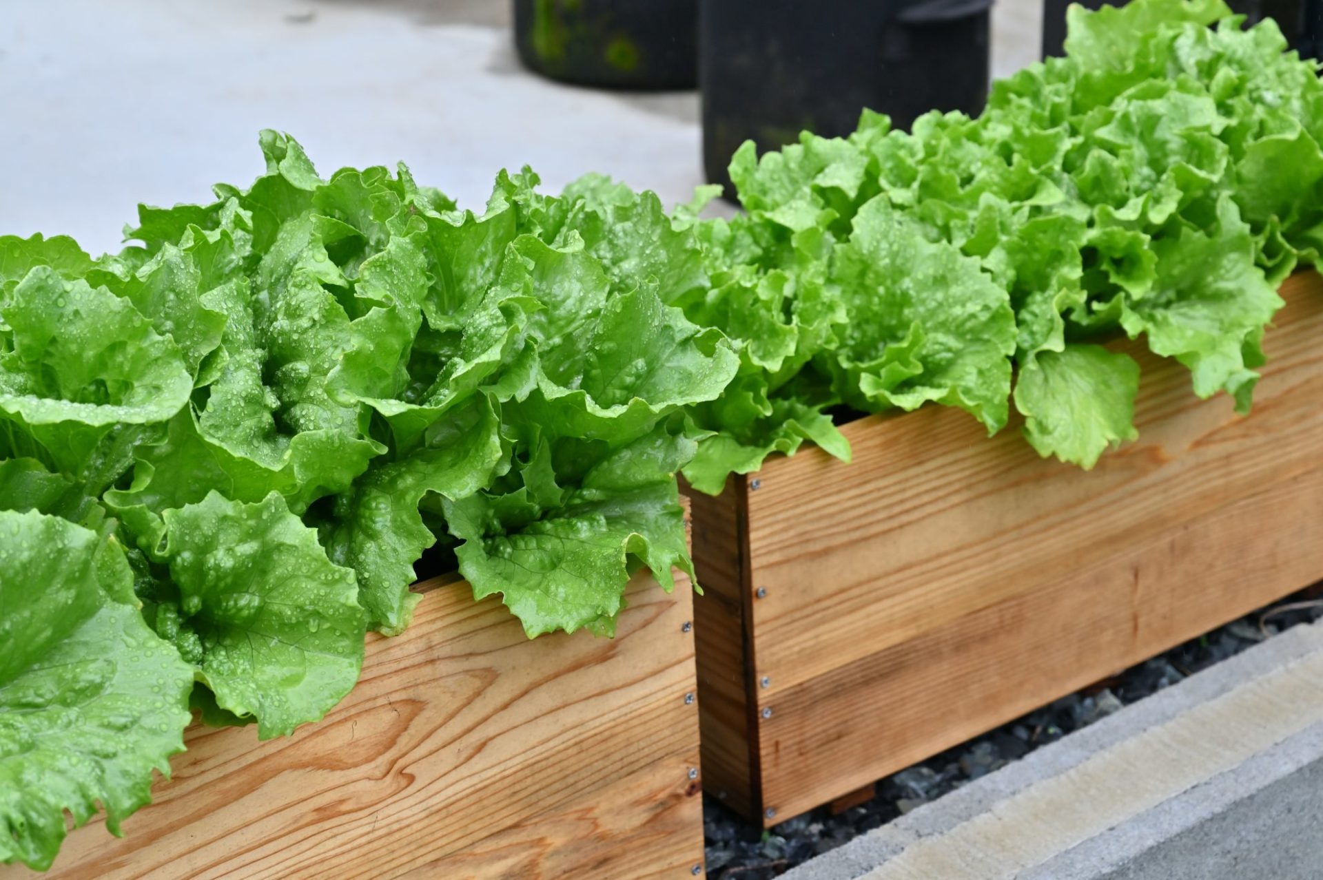 収穫できる状態になったプランターの極早生シスコ