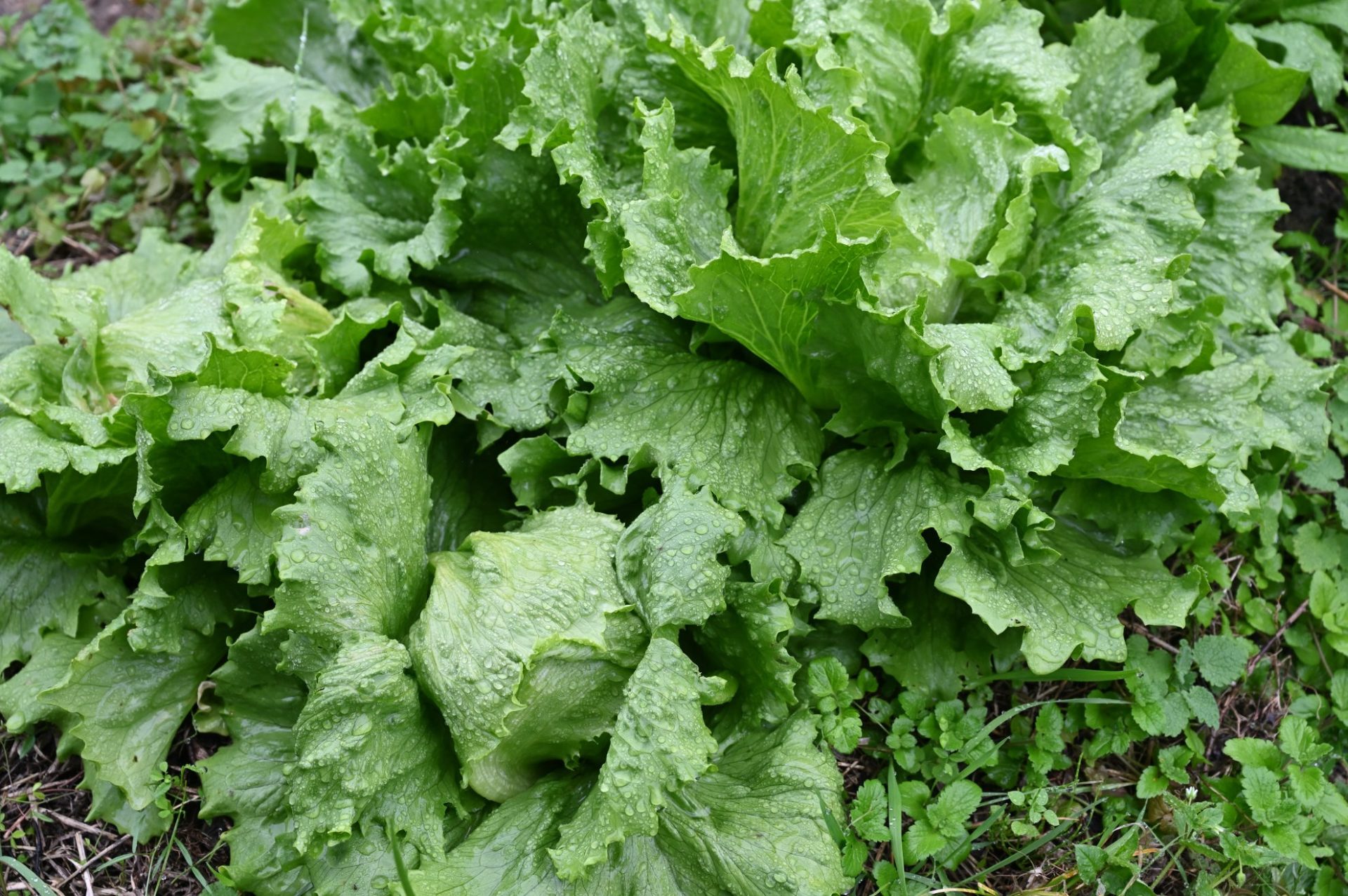 収穫時期を迎えた地植えの極早生シスコ