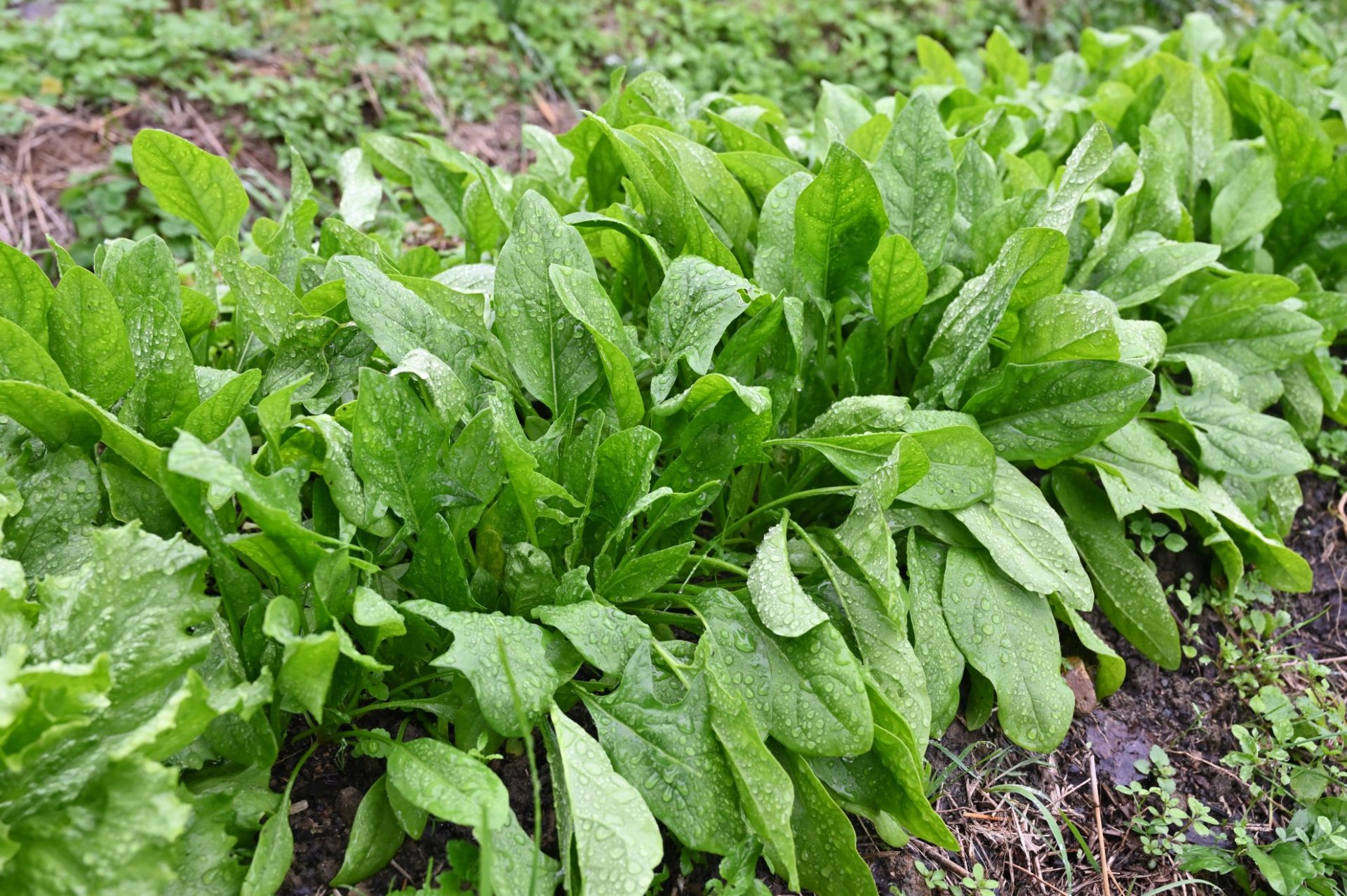 収穫時期を迎えた地植えのめちゃうま7