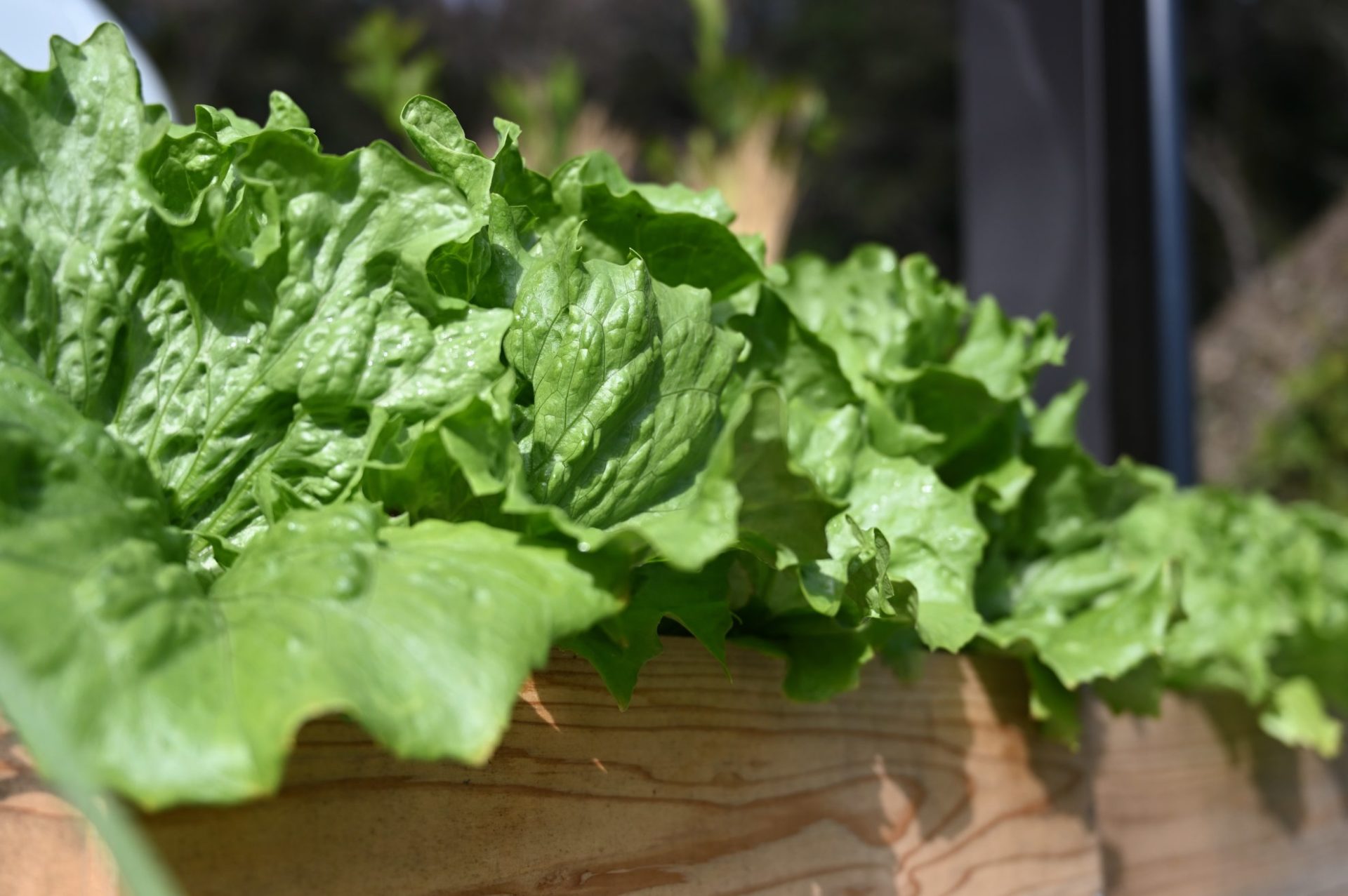 プランターで大きく葉を広げている野菜