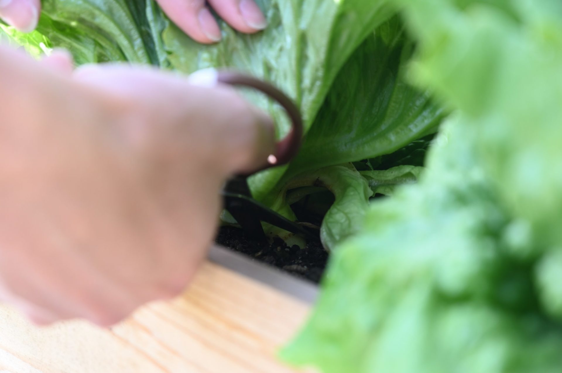 レタスの根元をハサミで切ろうとしている