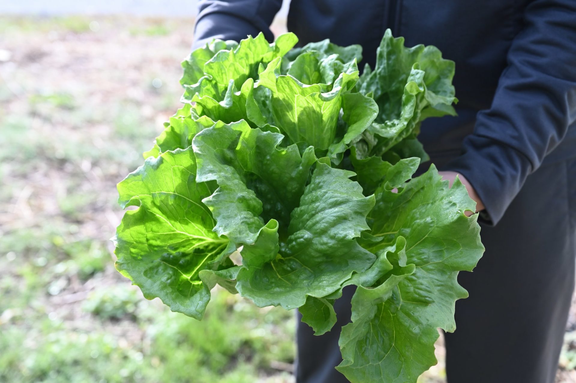 男性が不結球の玉レタスを持っている