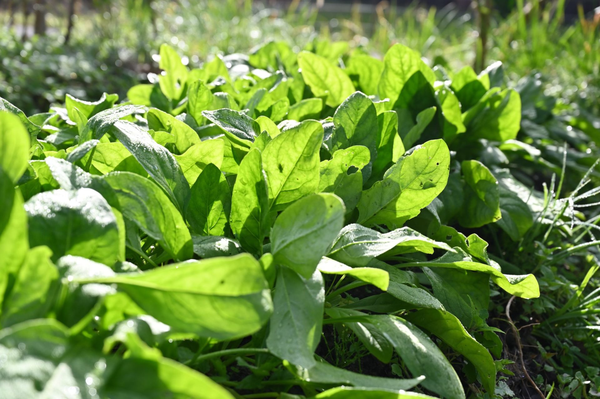 日光を浴びている畑のほうれん草
