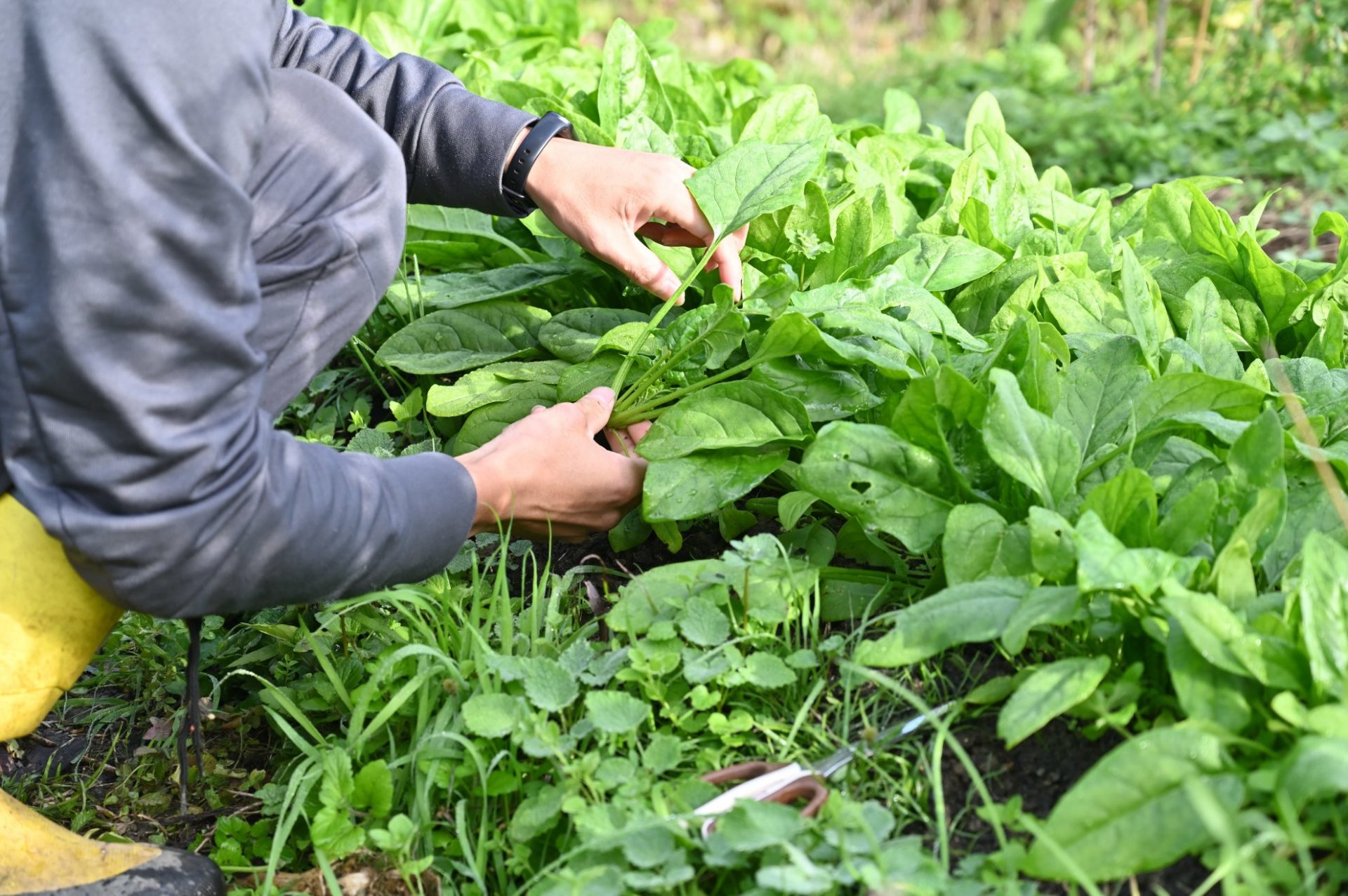 男性が畑のほうれん草を収穫している