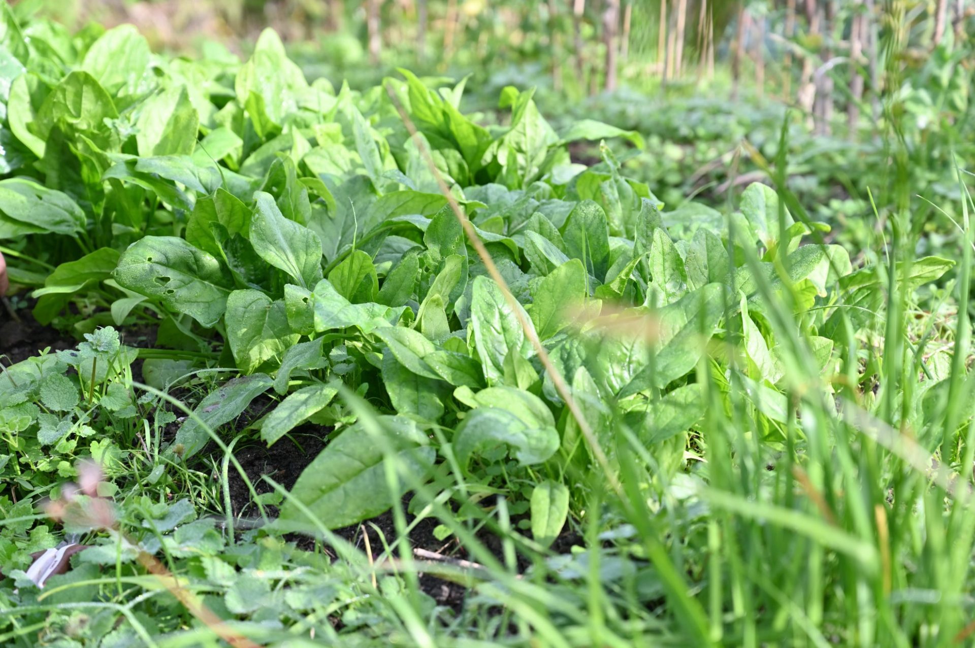 畑で大きくなったサラダほうれん草