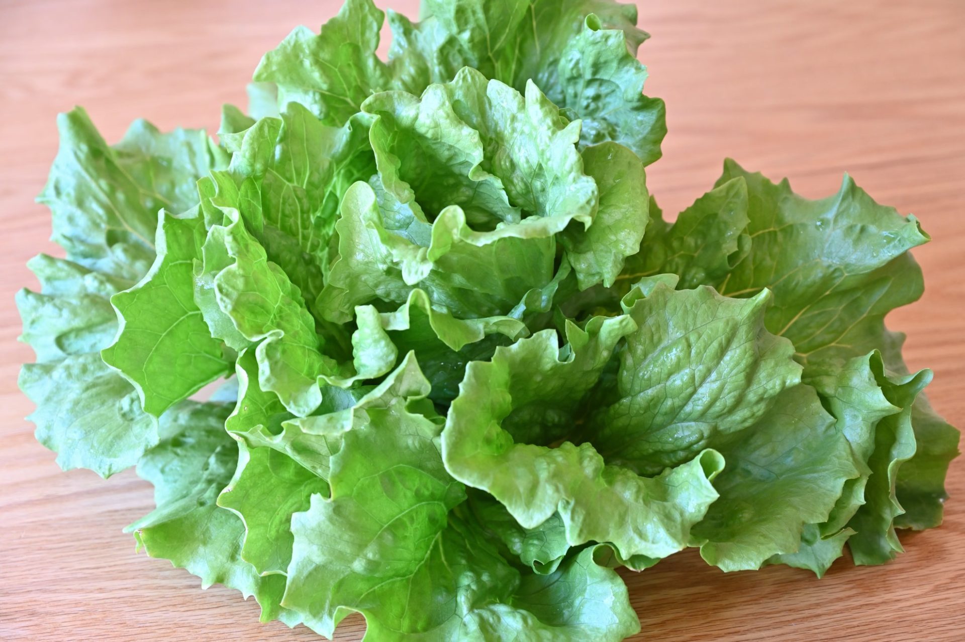 テーブルに置かれた不結球の極早生シスコ