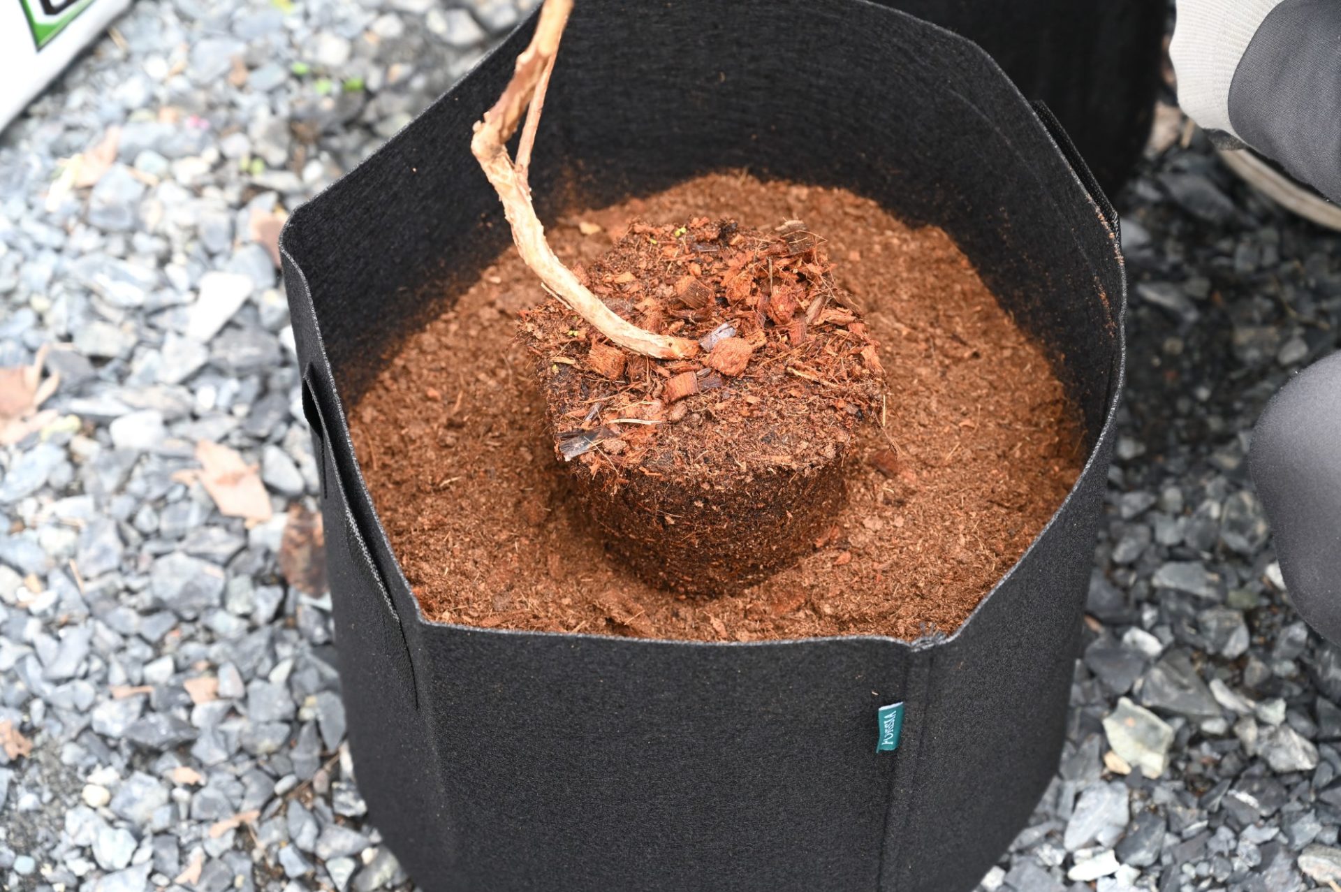 土の上に苗木を置いておる