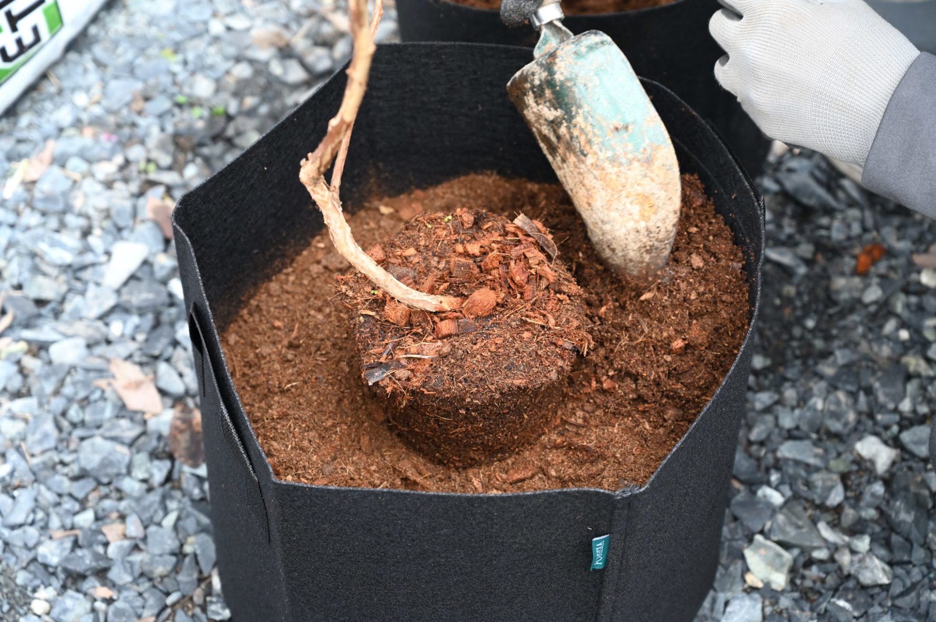 スコップで苗木の隙間に土を入れている