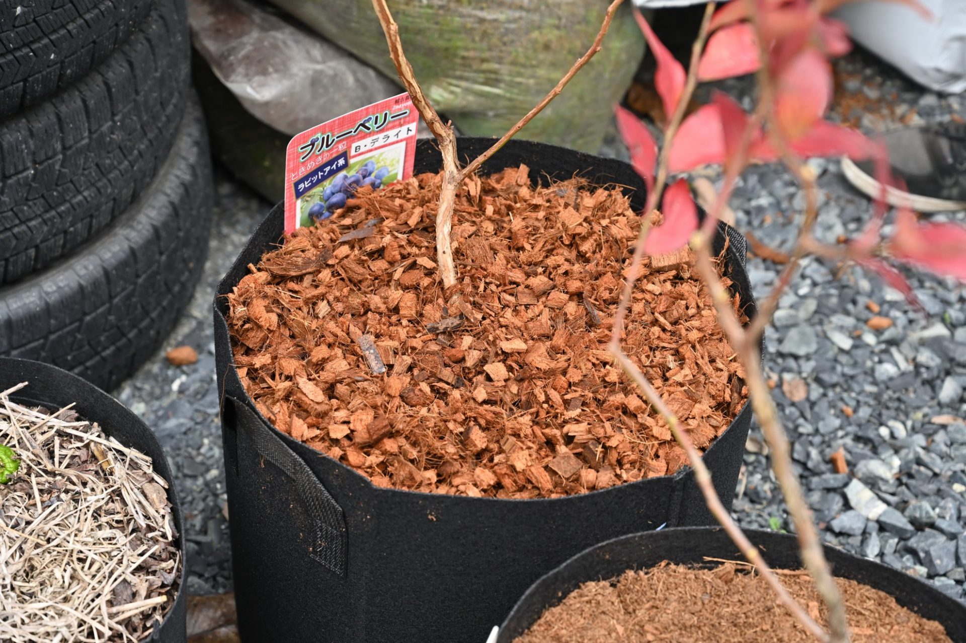 ココチップでマルチングした果樹