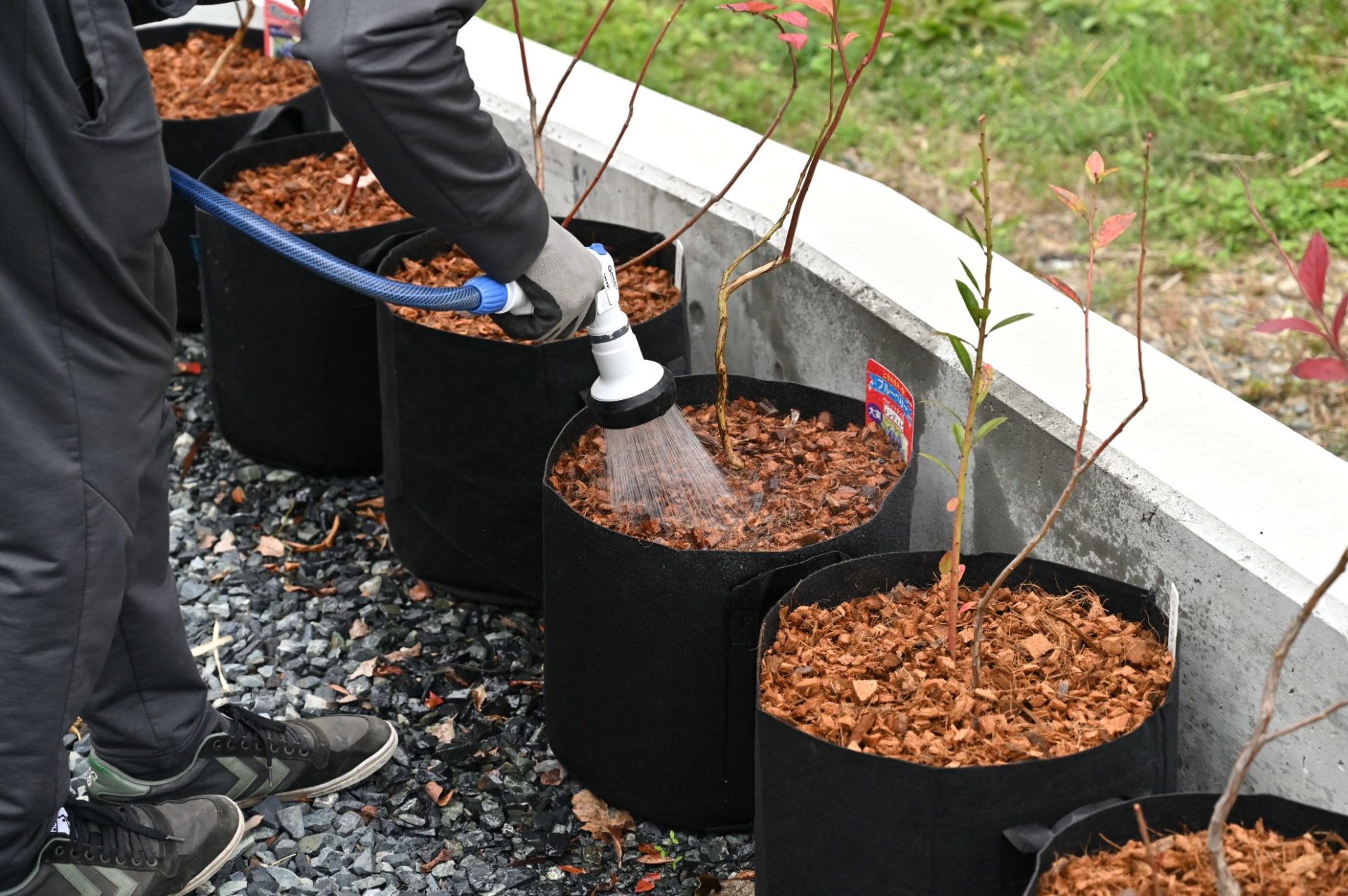 鉢植えの果樹にホースで水やりをしている