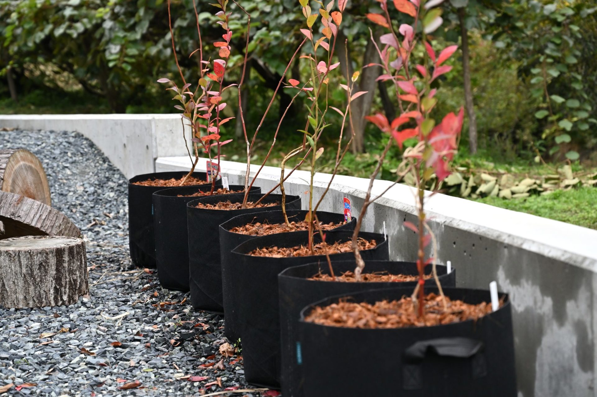 ずらっと並んでいるブルーベリーの鉢植え